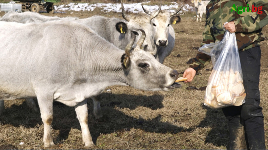 Рогата на Българското сиво говедо не са за подценяване - Снимка 3