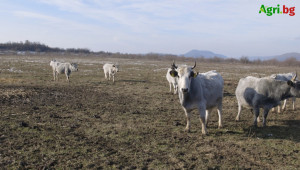 Рогата на Българското сиво говедо не са за подценяване