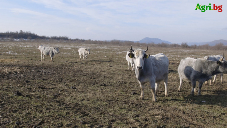 Рогата на Българското сиво говедо не са за подценяване - Снимка 1