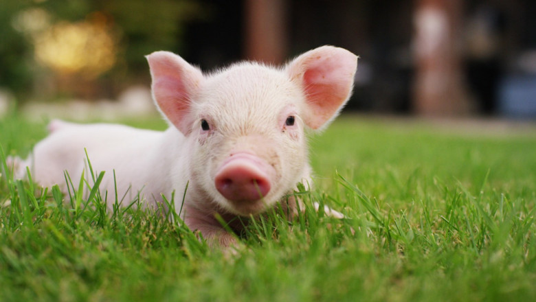 Свиневъдите виждат спасение във ваксинацията