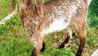 Англонубийски кози - Снимка 2