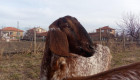 Англонубийски кози - Снимка 3