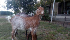 Англонубийски кози - Снимка 4