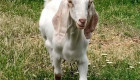 Англонубийски кози - Снимка 5