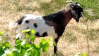 Англонубийски кози - Снимка 8