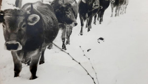 Фермерският ген: Животновъдството е в кръвта на рода Скакалови - Снимка 5