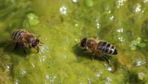 Колкото пчеларски организации, толкова и мнения: Полярни настроения за бъдещето на сектора