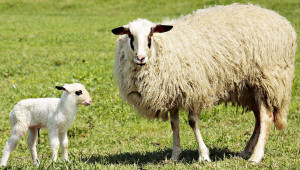 Хранене и отглеждане на кърмещите и на дойните овце