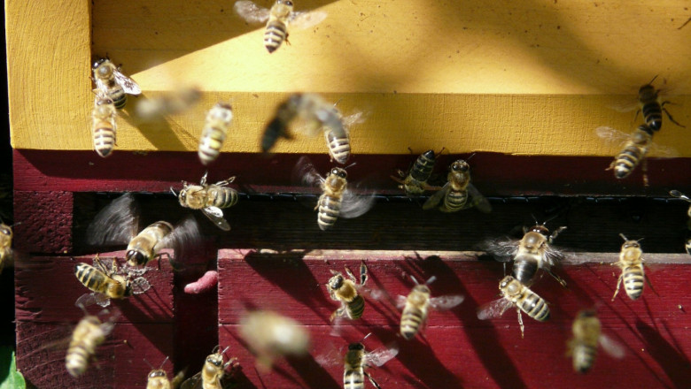 Пчелари, чакат ви законодателни промени