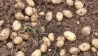 Продавам Картофи и царевица - Снимка 3