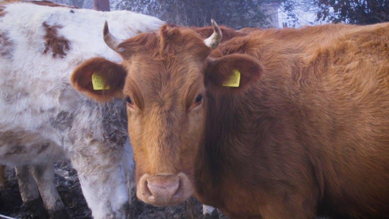 Фермерският ген: Животновъдството е в кръвта на рода Скакалови