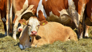 Важни стъпки в грижата за млечните крави след отелване