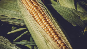 Опасен вредител по царевицата приближава към нас