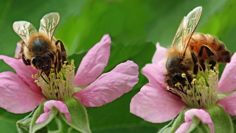 Настояване: Всички пчелни семейства да получават средствата