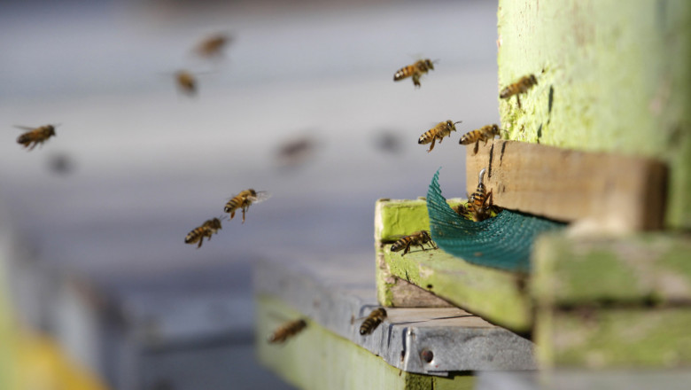 Агроиновации: Специални дронове в биопчеларството