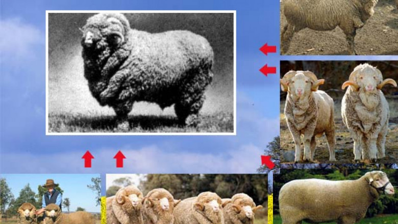 Български тънкорунни породи овце