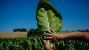 Тютюн: Фермерите получават 71,6 млн. лв.