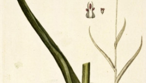 Рокамбол - Allium scorodoprasum L.
