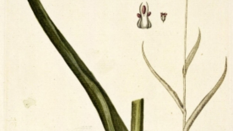 Рокамбол - Allium scorodoprasum L.
