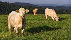 Анализ за говедовъдството, който трябва да прочетете - Снимка 1