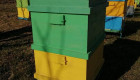 Продавам пчелни семейства,кошери,сандъци,рамки - Снимка 3