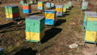 Продавам пчелни семейства,кошери,сандъци,рамки - Снимка 4