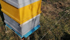 Продавам пчелни семейства,кошери,сандъци,рамки - Снимка 5