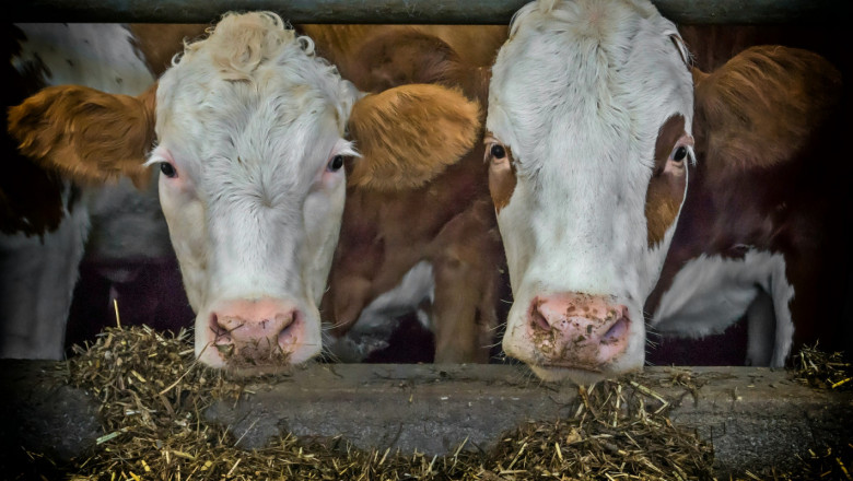Минималният ръст в цената на млякото не компенсира скъпите фуражи