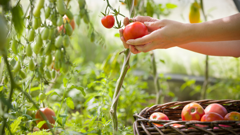 Анализатори: Производството на домати е сред най-силно засегнатите