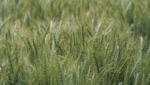 Открит е сезонът за износ на зърно в Казахстан