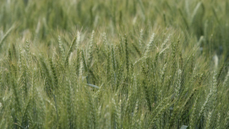 Открит е сезонът за износ на зърно в Казахстан