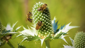 Какво ни казахте: Кои пчели трябва да са субсидирани? - Agri.bg