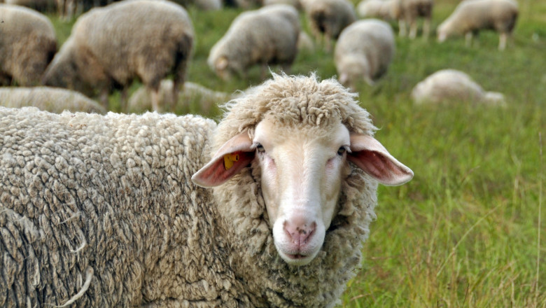 Новите правила за обвързана помощ за овце и кози след 2022 г.