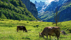 Ново: Обвързана подкрепа за говеда в планински райони