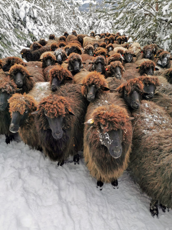 Каракачански овце в покрайнините на София - Снимка 1