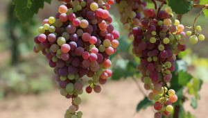 ЕК удължава подкрепата за лозаро-винарския сектор - Agri.bg
