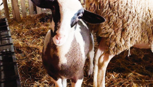 Овцевъд: Високите цени на фуражите ни „взривиха“