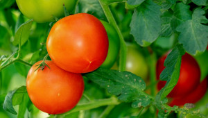Кога да се сеят семената за отглеждане на разсад за полско производство на домати?
