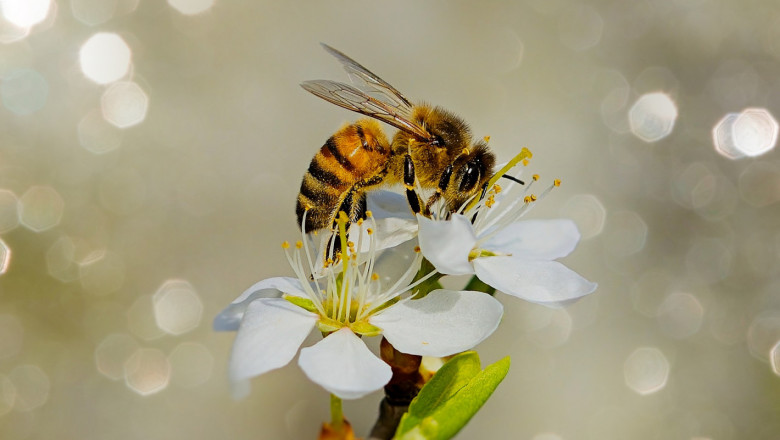 Честит празник на меда, пчелите и пчеларите!