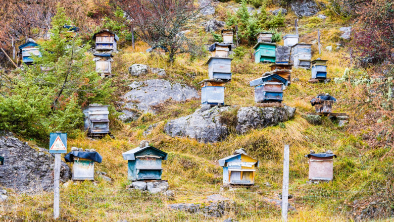 Странджански пчелар: Никой не може да се оплаче, че нашият мед е замърсен