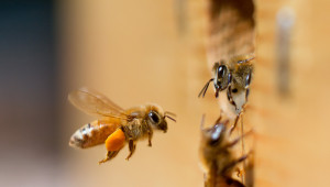 И пчеларите си пробват късмета за de minimis