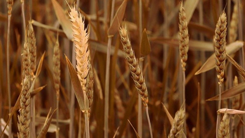 Русия на път да повтори аржентинската грешка със зърното