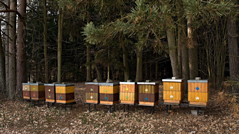 Изменя се режимът за разрешаване на пчелини в горите