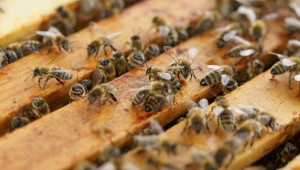 Сигнали за зимна смъртност на пчели и в Добричко