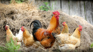 Зараза: Засилиха мерките срещу птичи грип във Врачанско заради случаите в Плевенско - Agri.bg