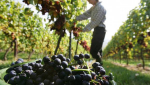 Вече може да се кандидатства по новата мярка за лозаро-винарския сектор