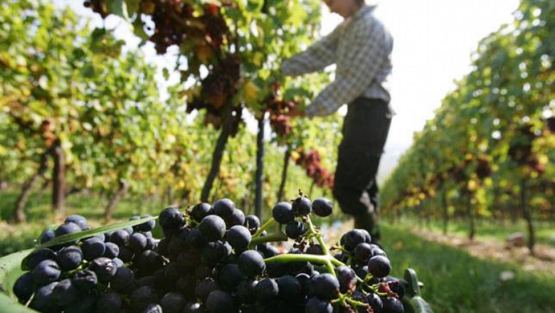 Вече може да се кандидатства по новата мярка за лозаро-винарския сектор