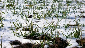 Оценка: Няма измръзнали пшеници в Добруджа - Agri.bg