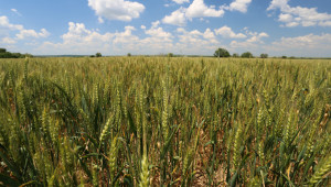 Strategie Grains с оптимистична прогноза за пшеницата и ечемика