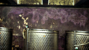 Вижте уникалната опитна винарска изба в Плевен - Снимка 7